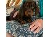 PoulaTo: DACHSHUNDS